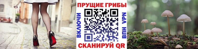 MEGA ссылка  Донской  Галлюциногенные грибы Cubensis 